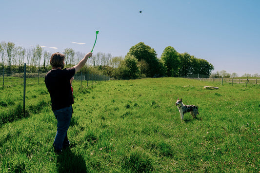 Understanding Rehoming