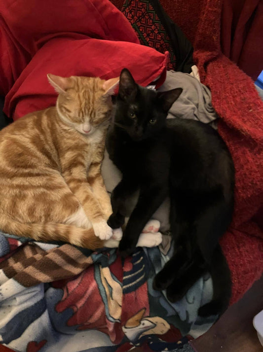 Snap and Crackle, now Tigers and Whiskers