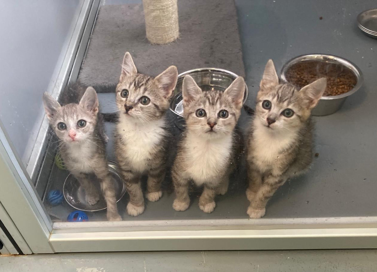 Full Bellies for the Week