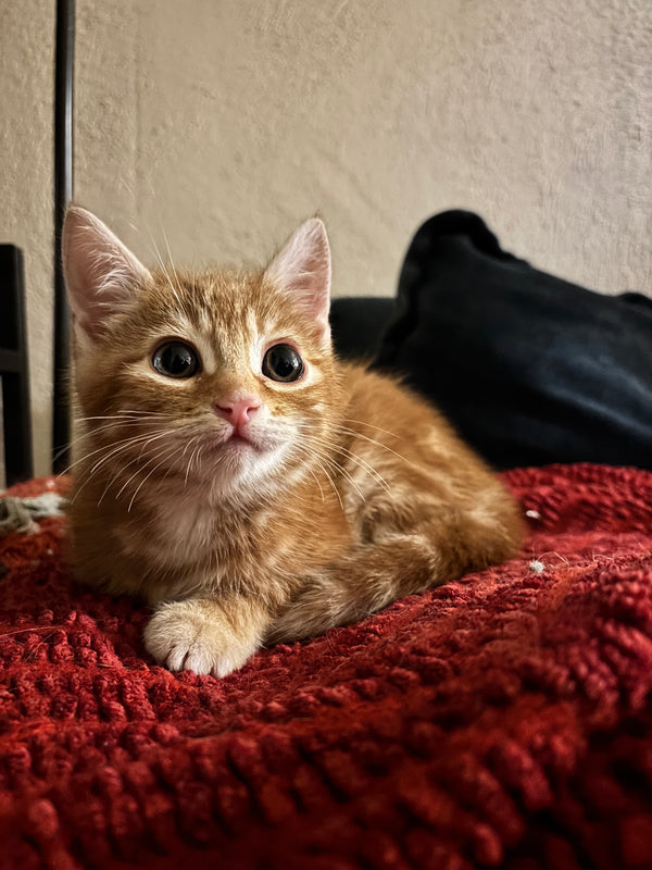 Simon Flaherty's wish