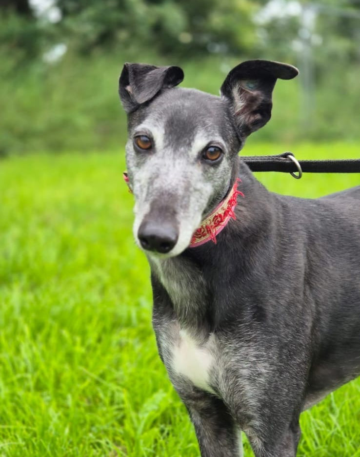 Health and Healing Support