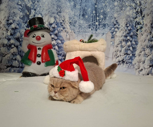 Lemon, Pepperoni and Bikkie