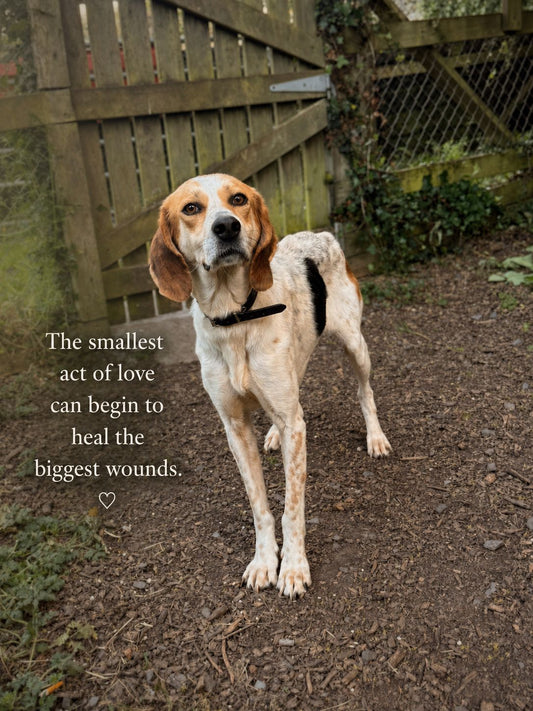 Adopt. Be patient. Choose rescue.