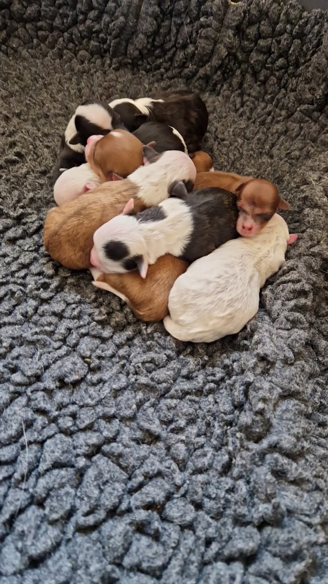 Blancmange's Puppies