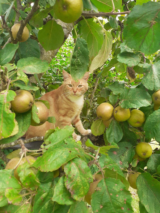 Ferdinand