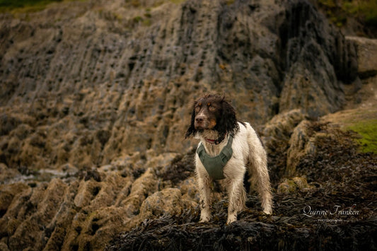 Goosie Loosie, now Ember