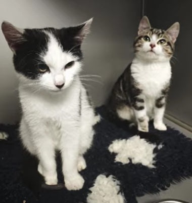 Another day, another rescue