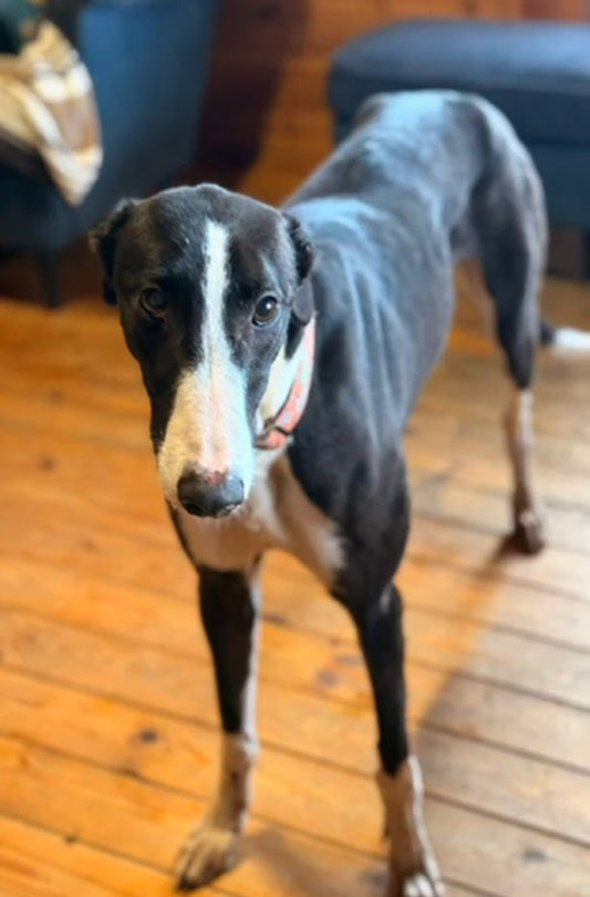 Mirror, the Tattooed Greyhound