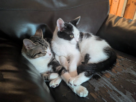 Gonk and Gnome, now Miso and Noodle