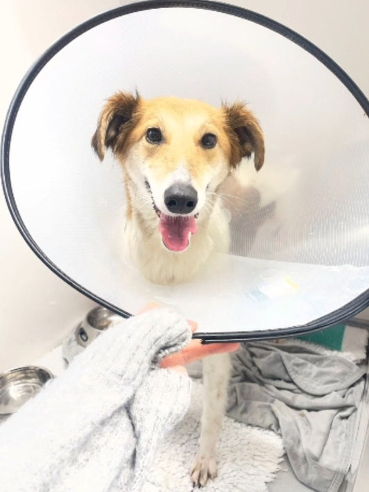 Extra Funds for Tria