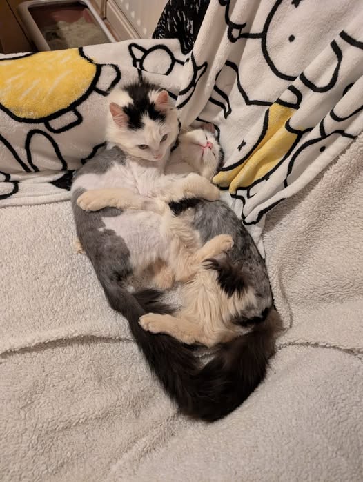 Zac and Isaac, now Briar and Berry