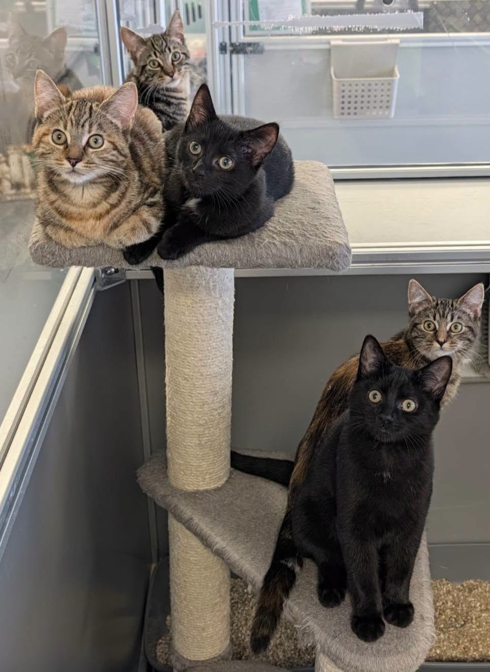 Gruffalo Kittens