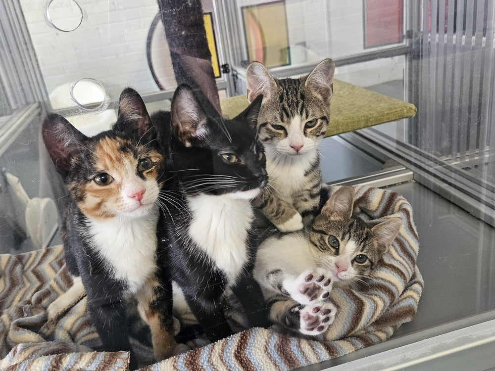 Cinda, Viza, Burple and Winger