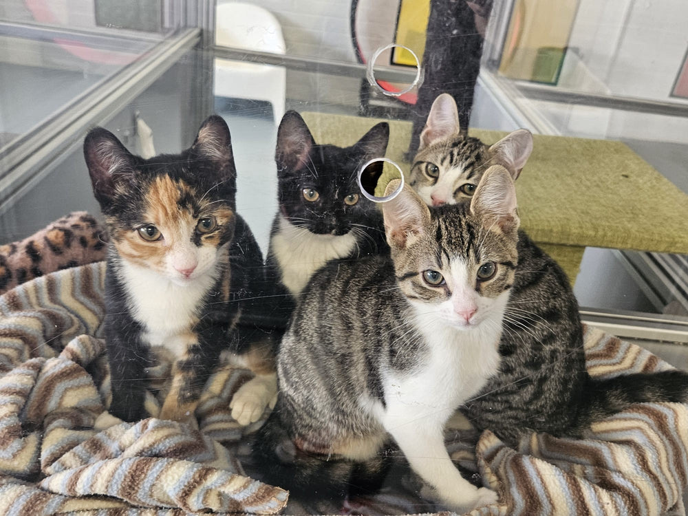 Cinda, Viza, Burple and Winger