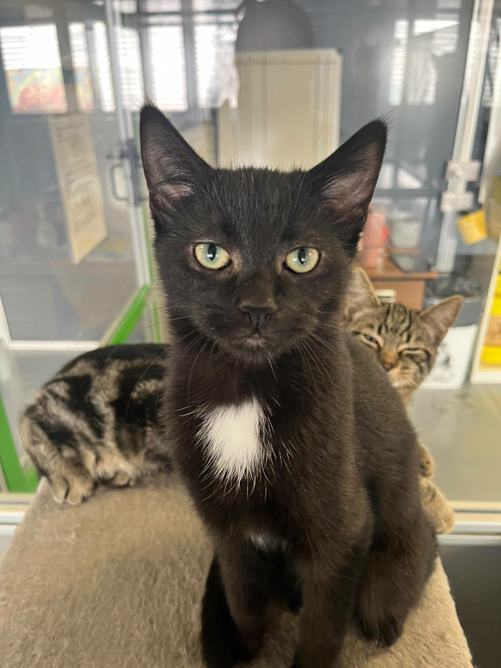 Gruffalo Kittens