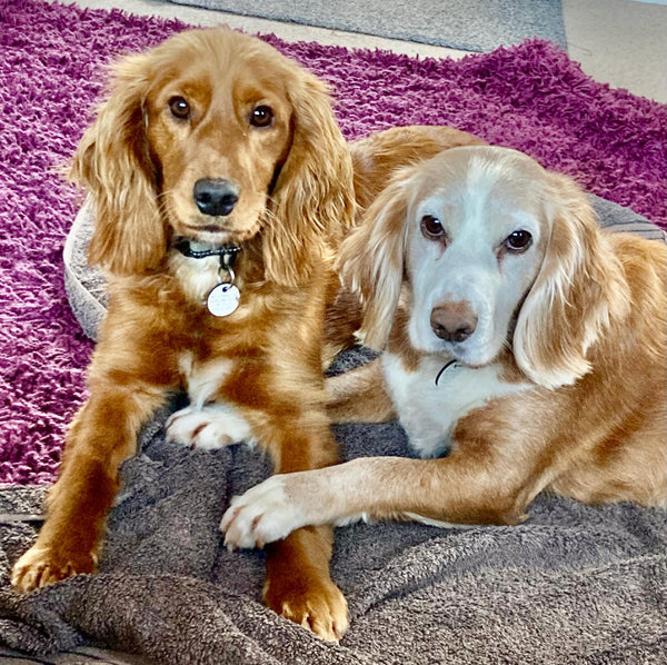 Liz McConnachie's wish