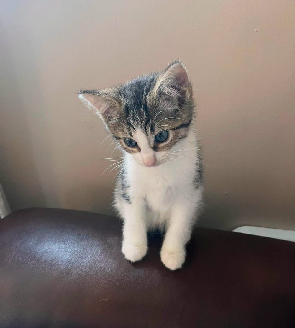 Eclair and Macaroon