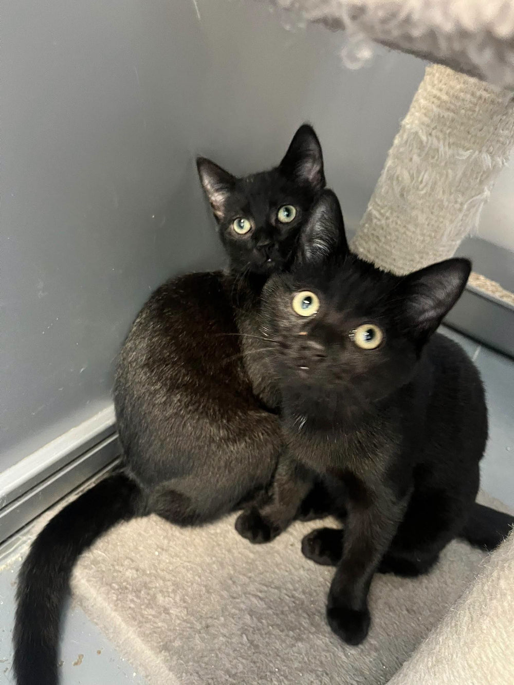 Gruffalo Kittens