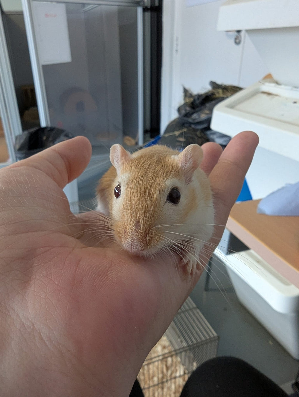 Male Gerbils
