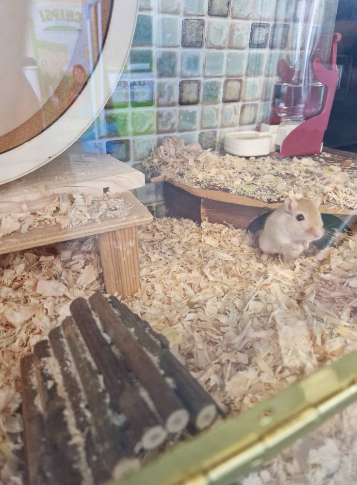 Male Gerbils