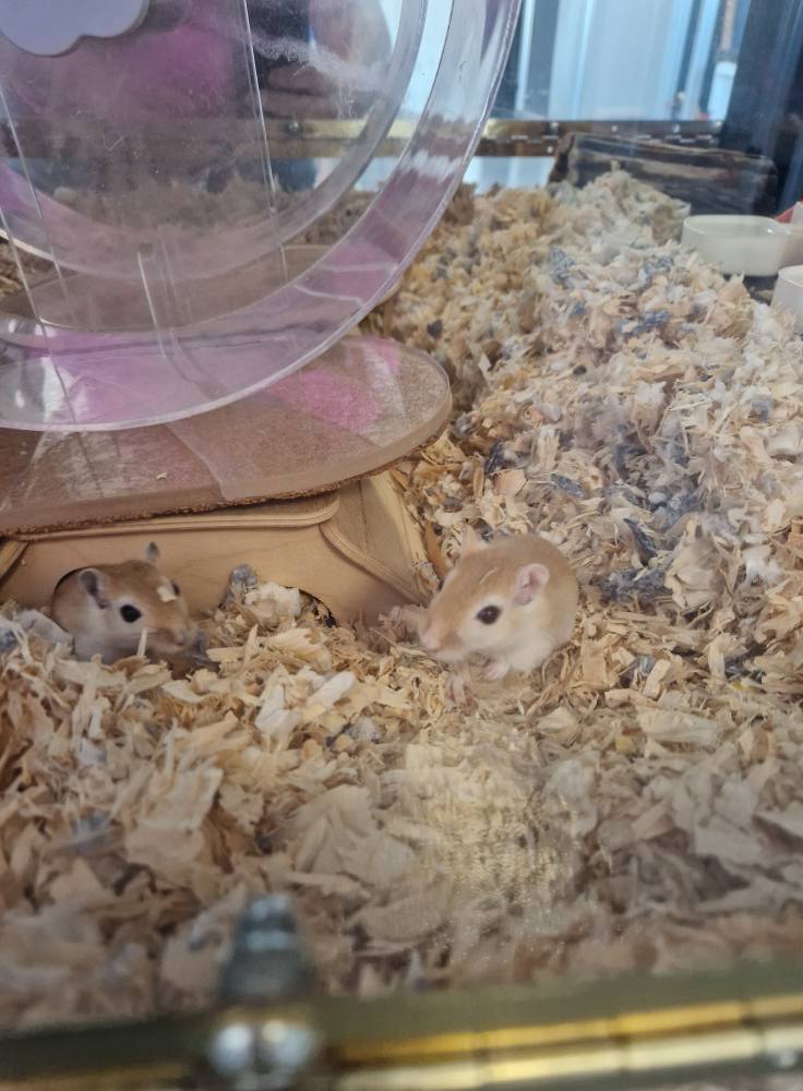 Male Gerbils