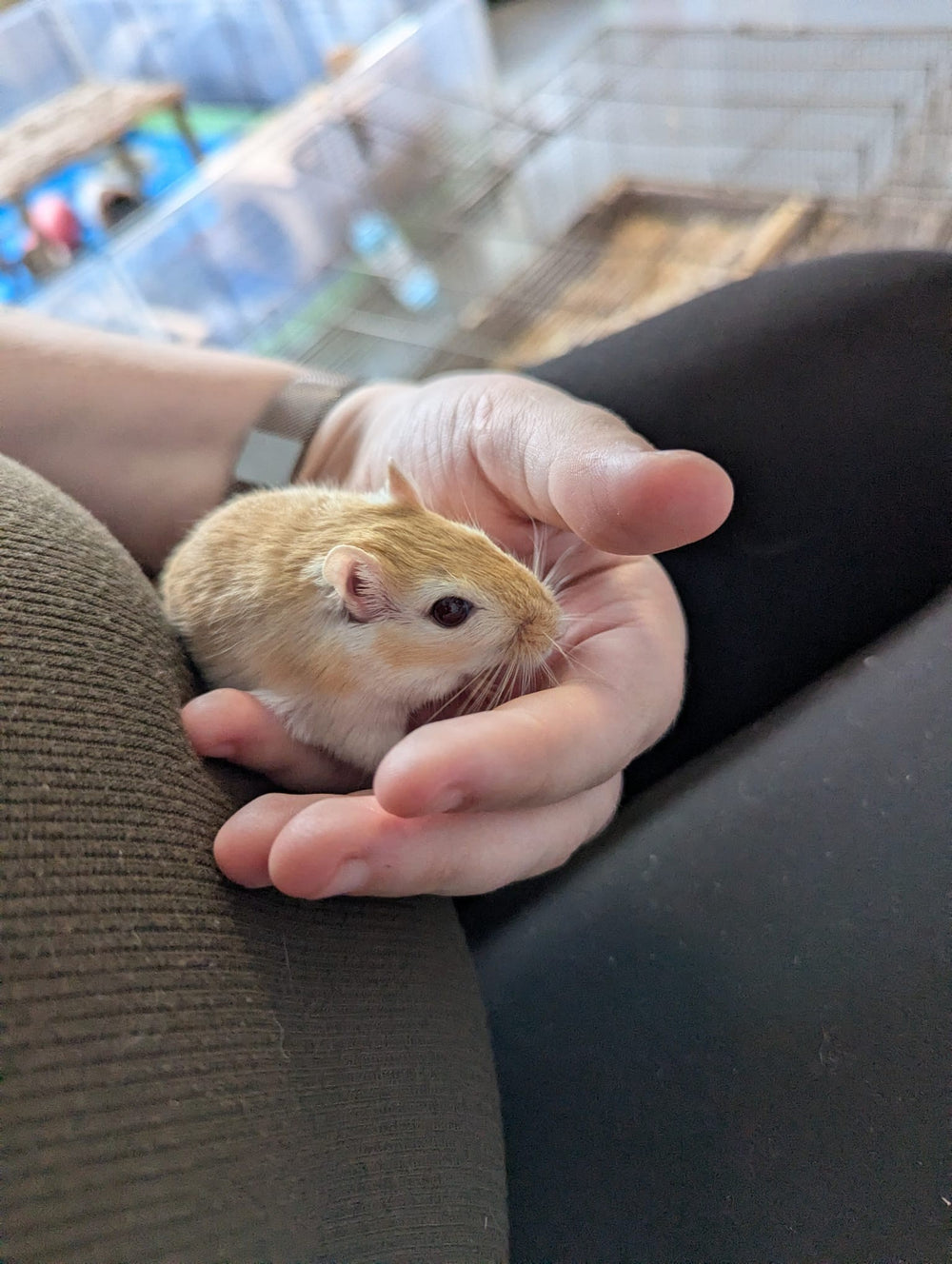 Male Gerbils