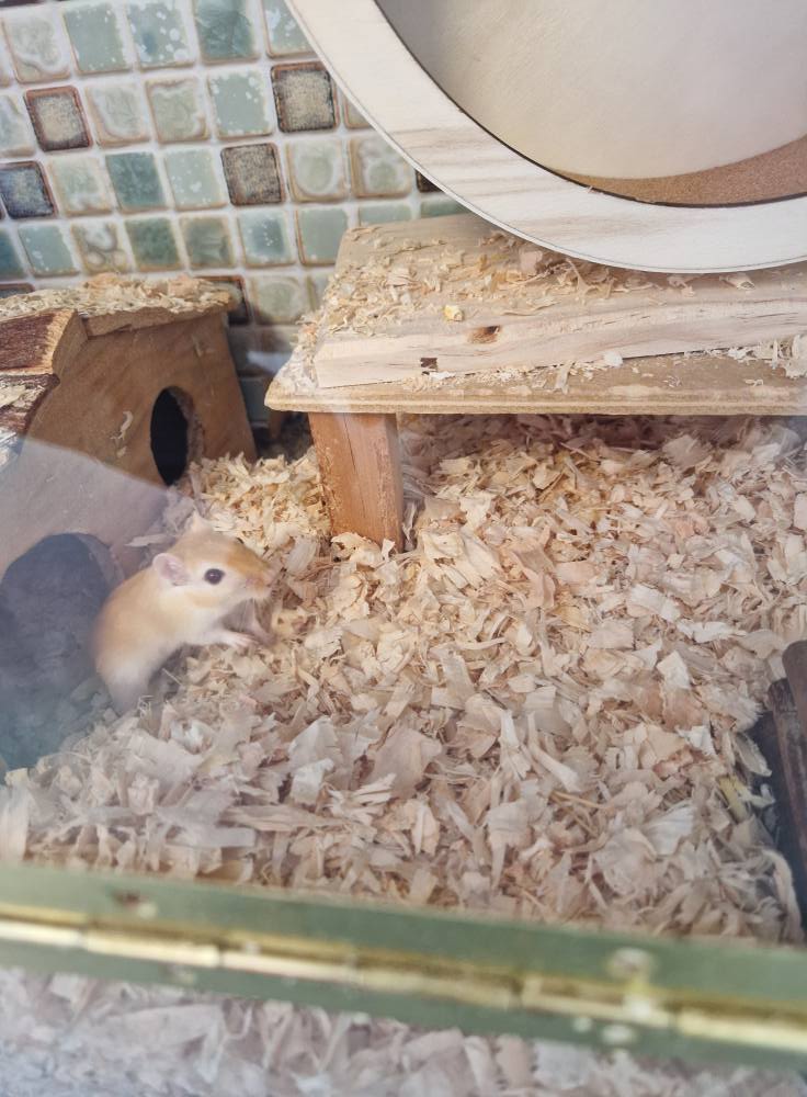 Male Gerbils