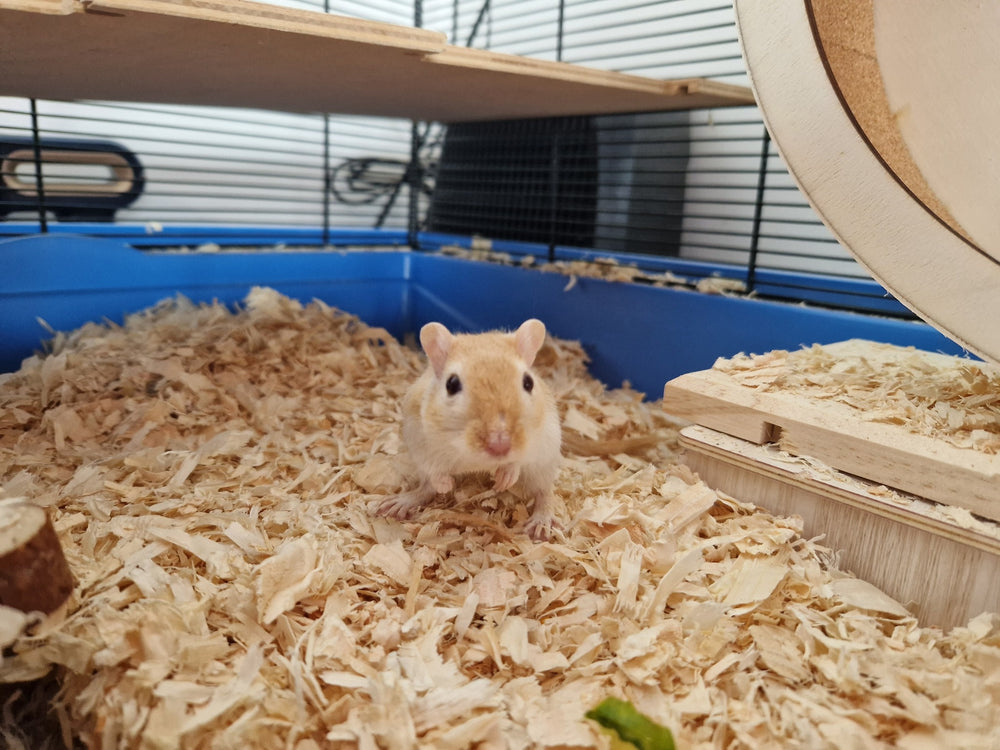 Male Gerbils