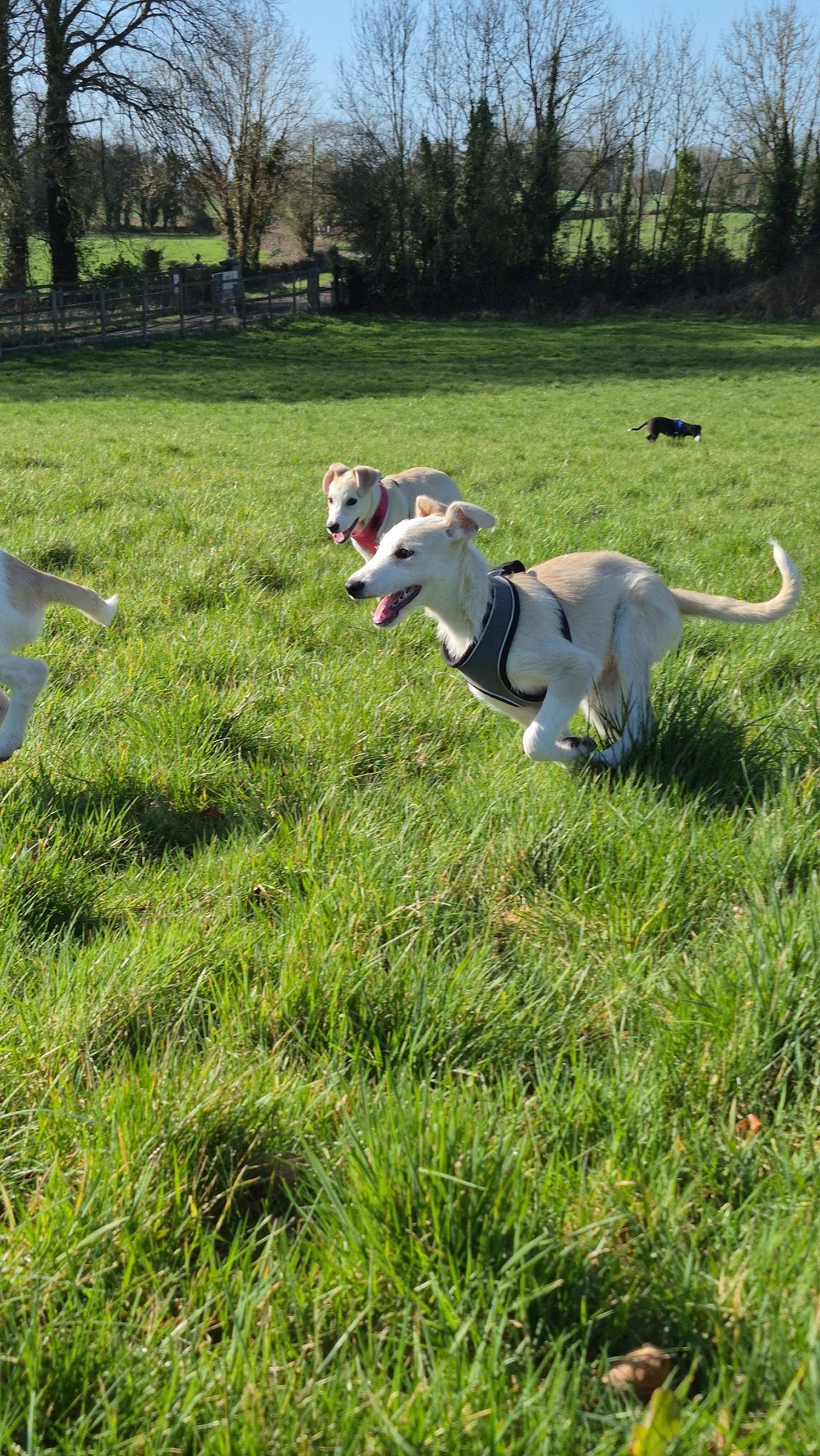 Slane, Cashel, Cahir