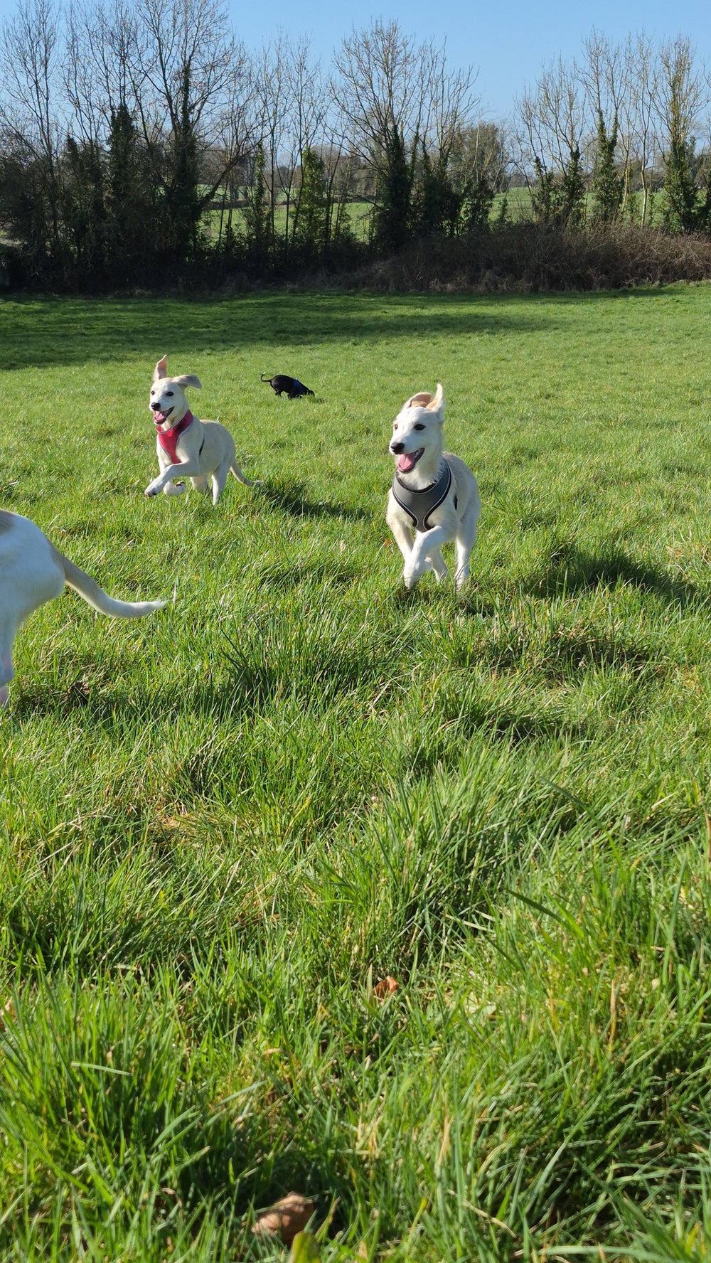 Slane, Cashel, Cahir