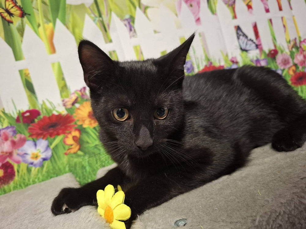 Arcadia and Superbia