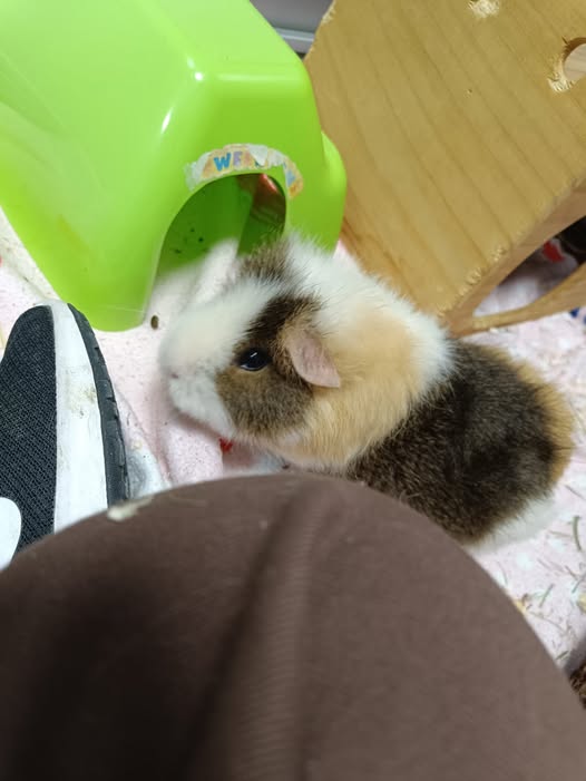 Agatha