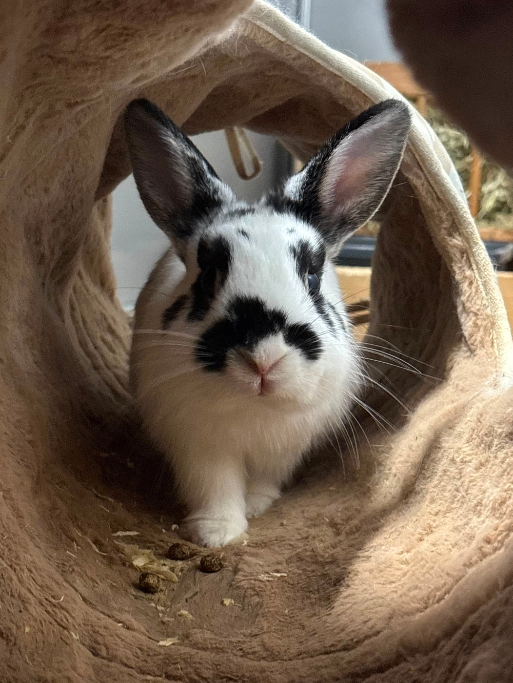 Appa and Momo 