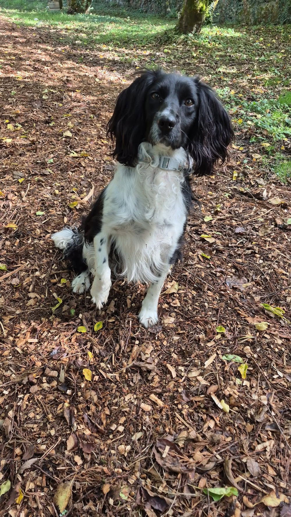 Bailey