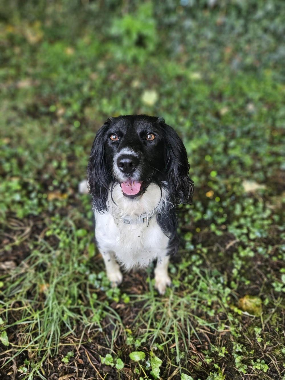 Bailey