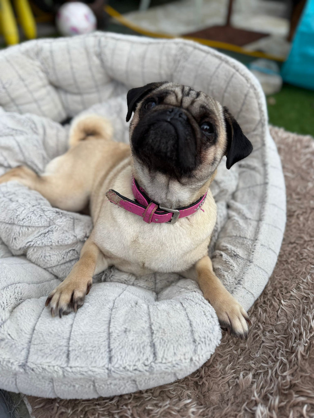 Bella