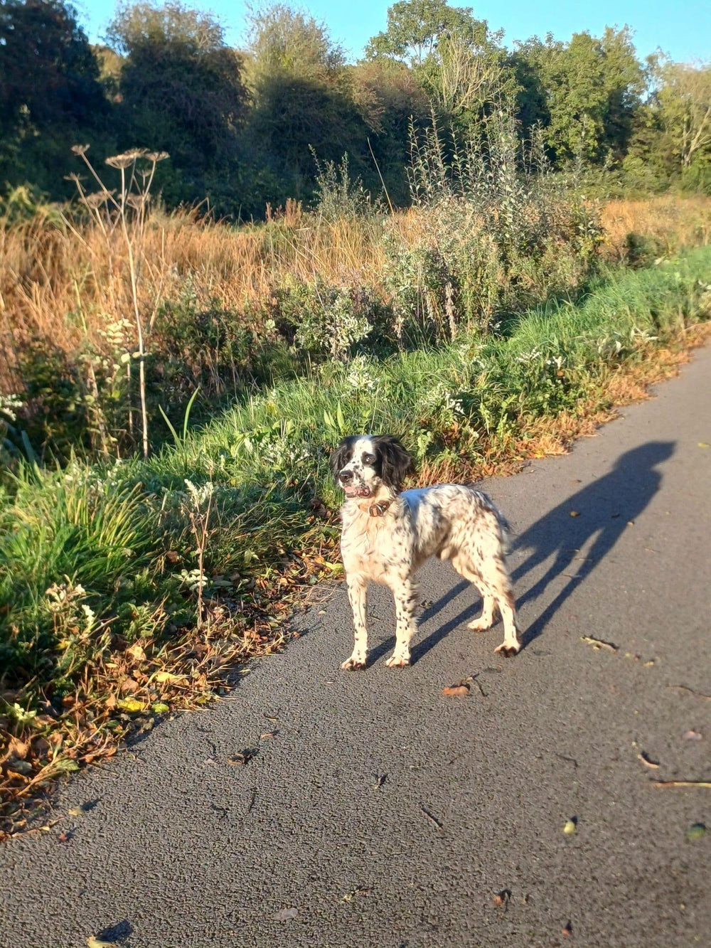 Boone