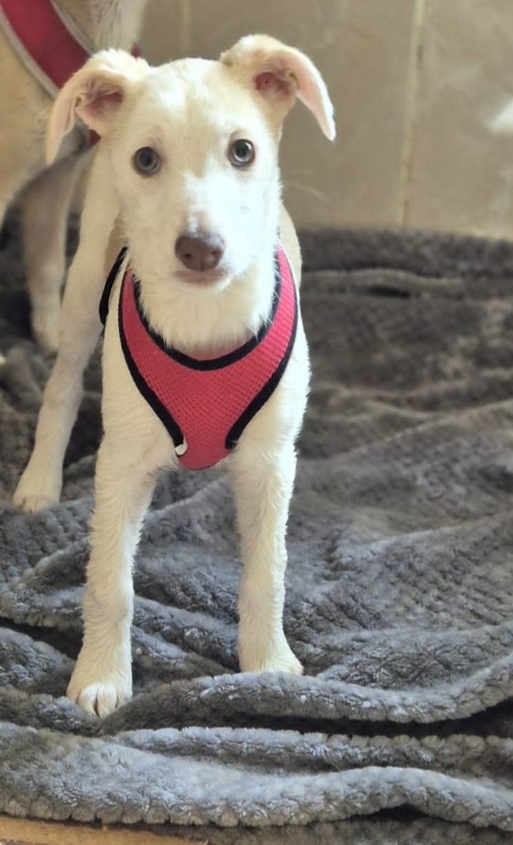 Slane, Cashel, Cahir