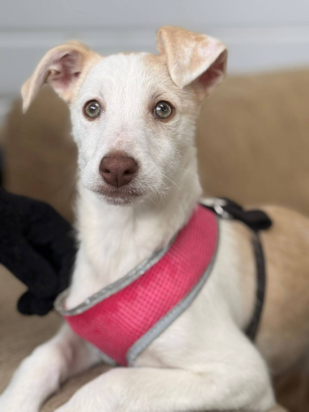 Slane, Cashel, Cahir