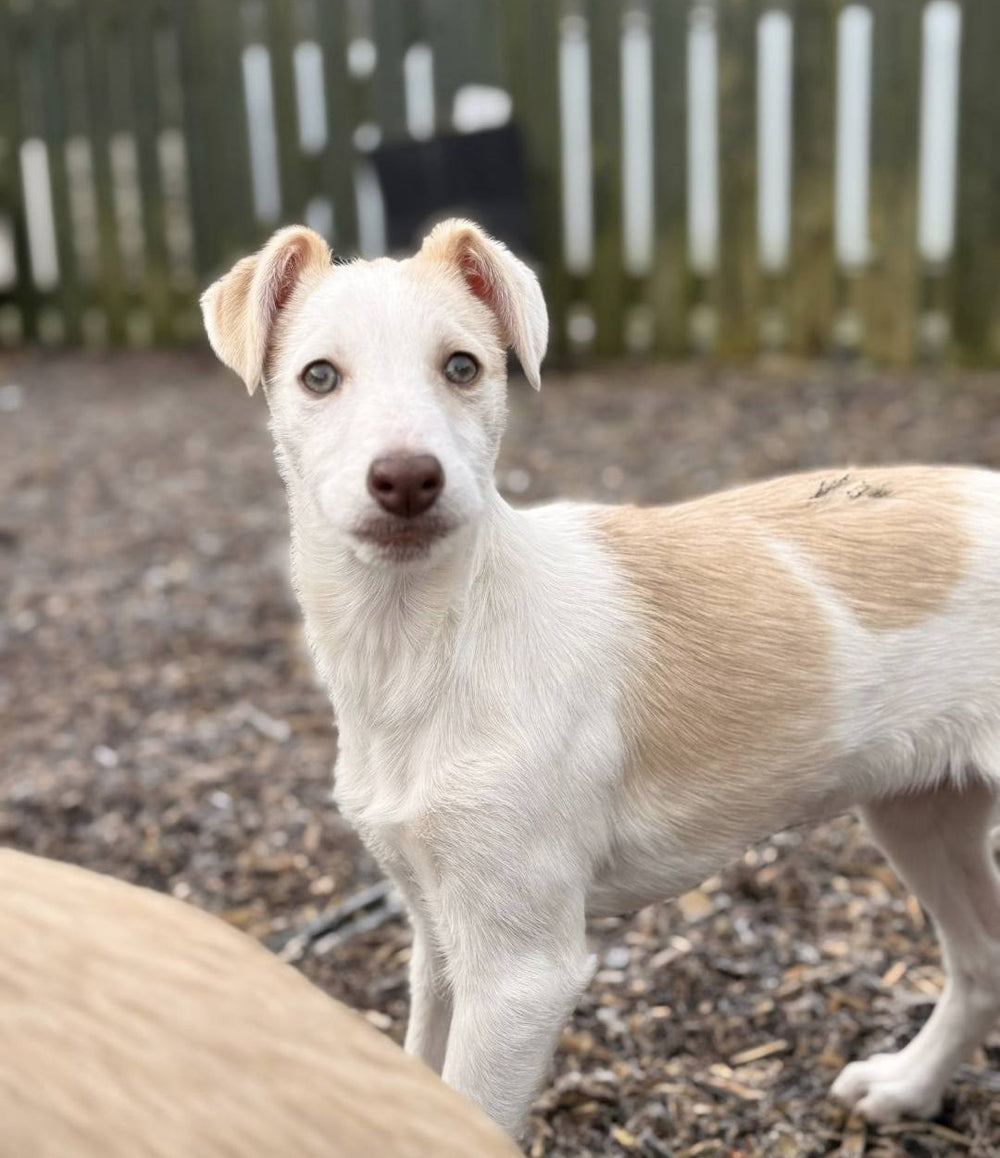 Slane, Cashel, Cahir