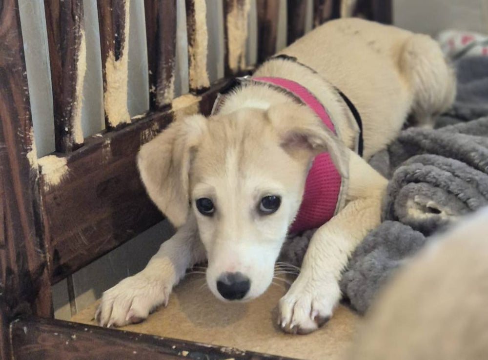 Slane, Cashel, Cahir