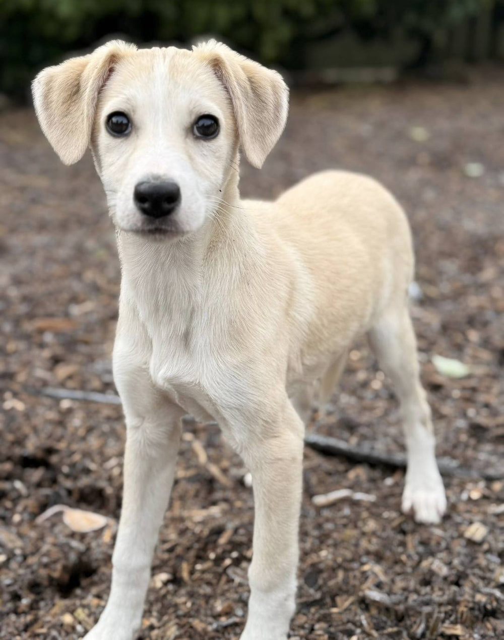 Slane, Cashel, Cahir