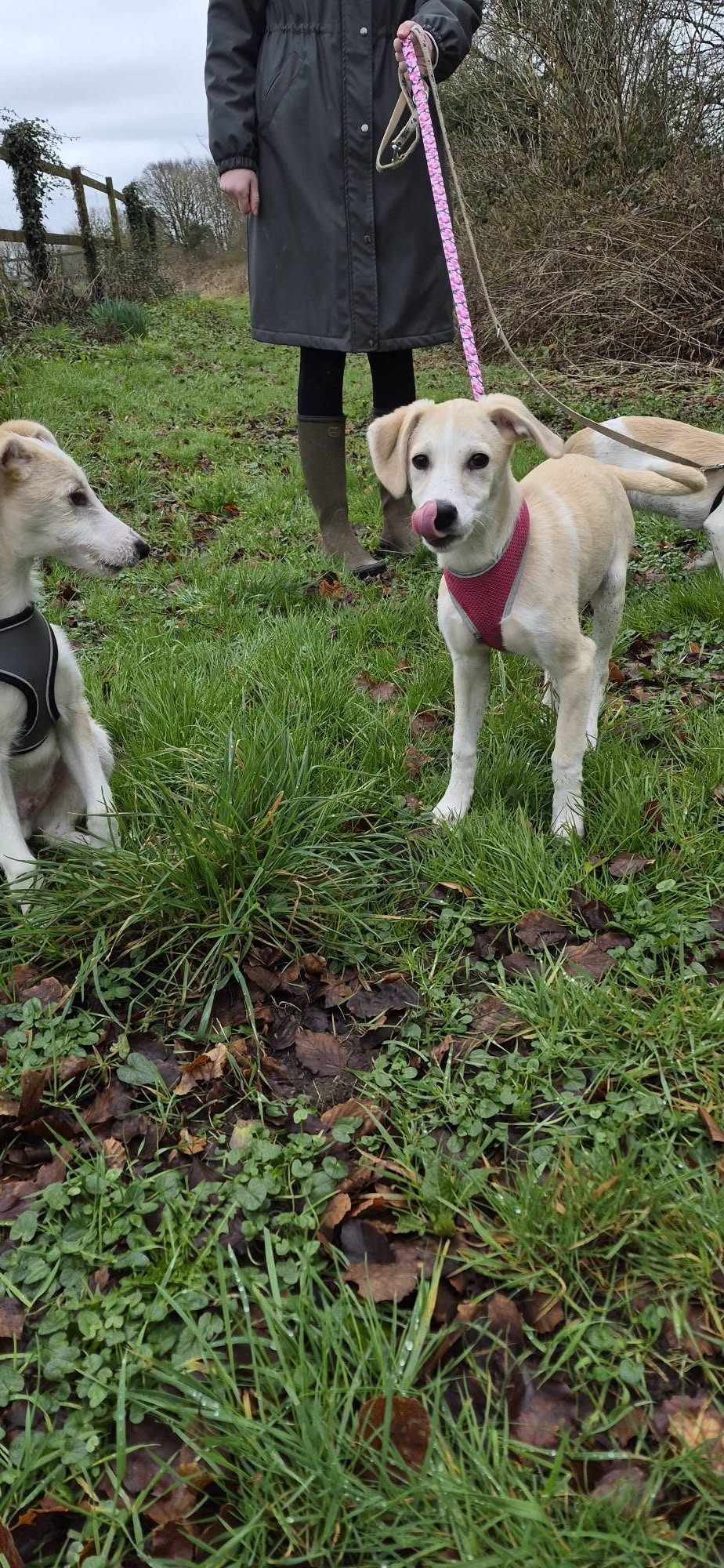 Slane, Cashel, Cahir