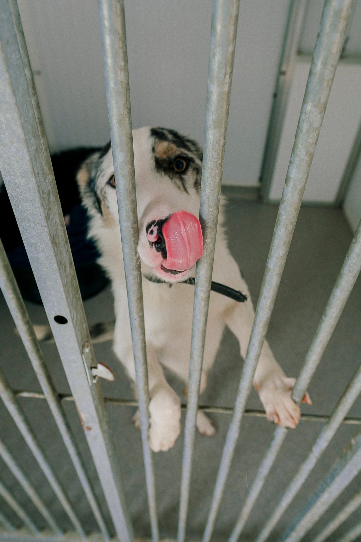 Kennels – Galway SPCA