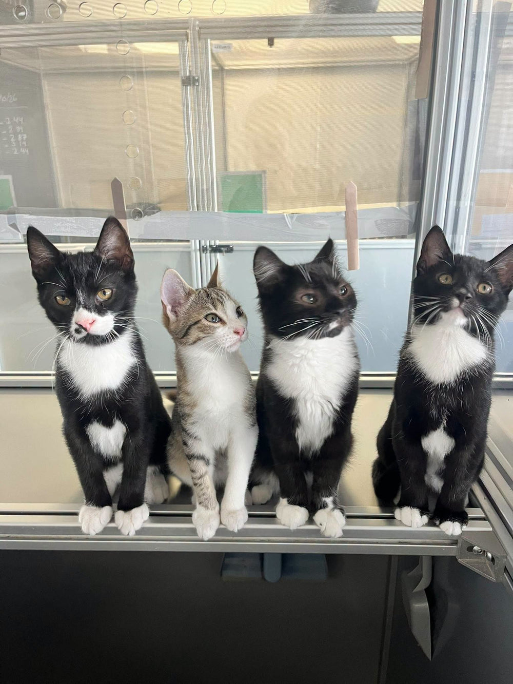 Athena, Buck, Chimney, Eddie, Hen and Beans