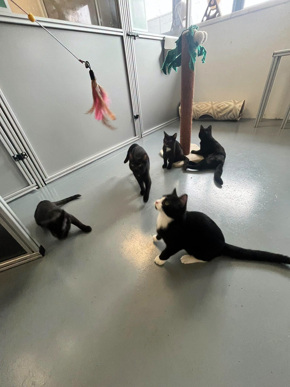 Eyrecourt Five