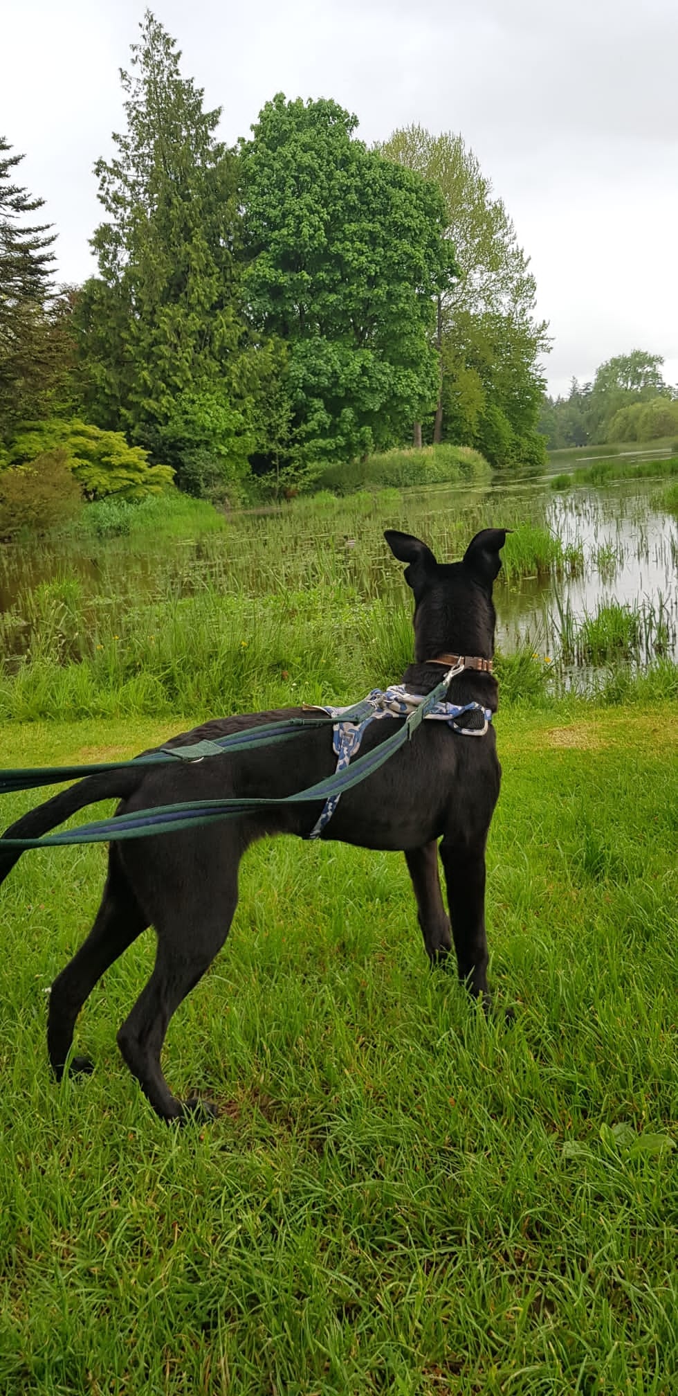 Sighthounds