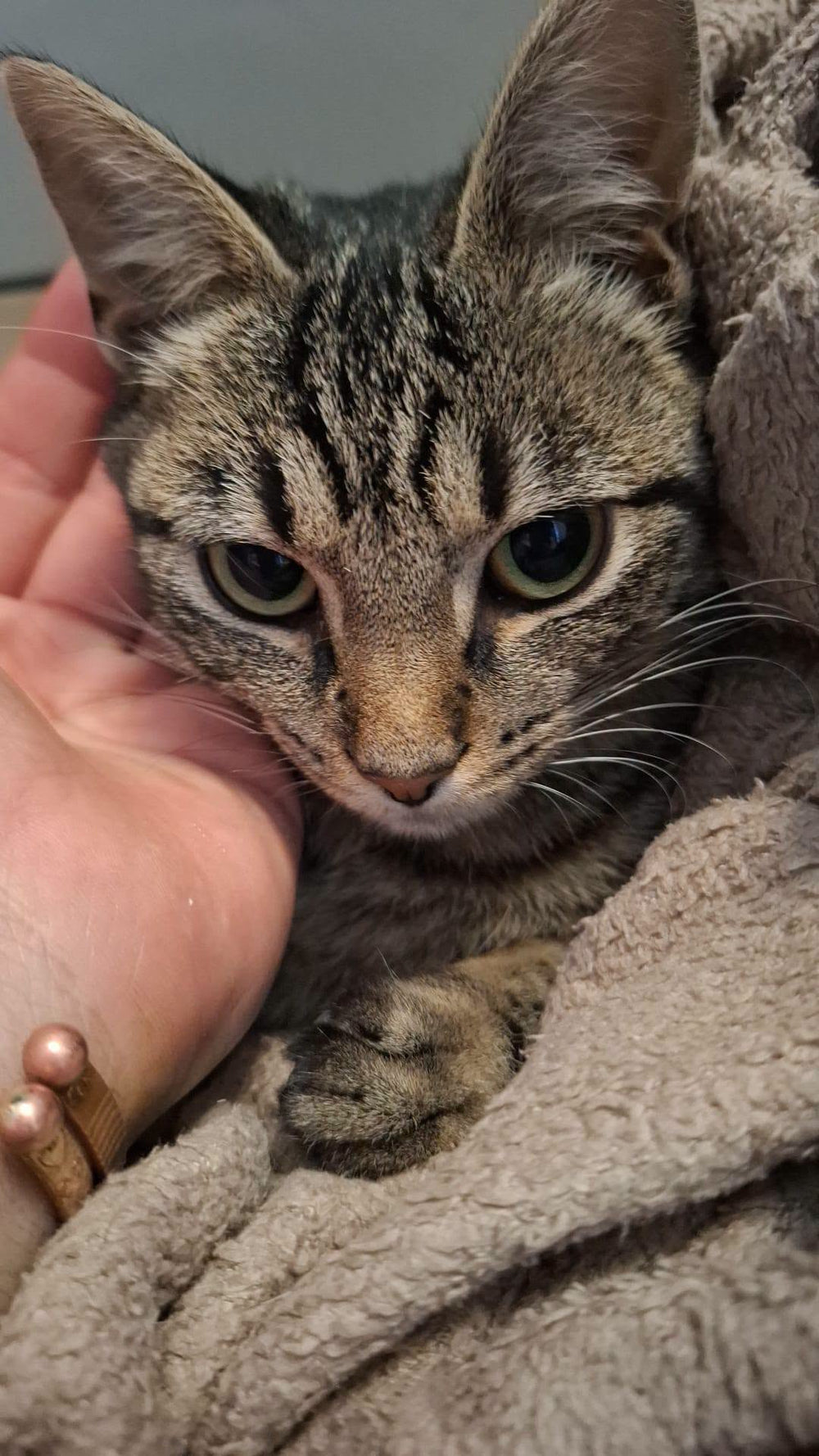 Heathcliff