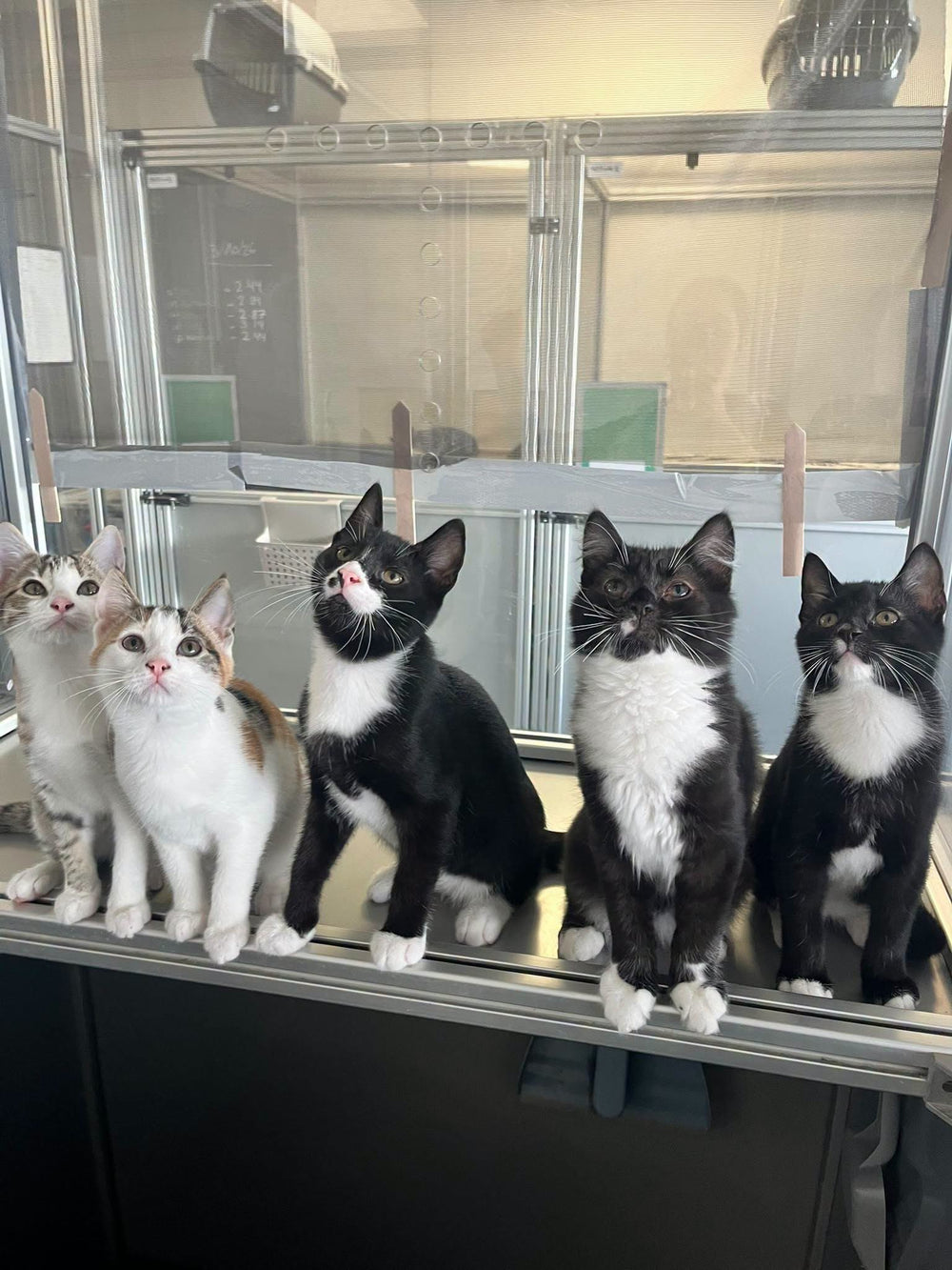 Athena, Buck, Chimney, Eddie, Hen and Beans