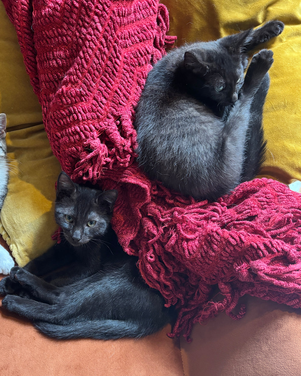 Lute & Viola